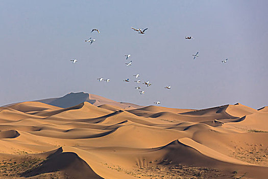 天鹅穿越沙漠