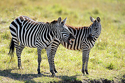 斑马,马,母马,幼兽,马赛马拉国家保护区,肯尼亚,非洲
