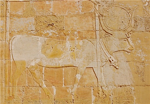 浮雕,哈索尔,母牛,墙壁,哈特谢普苏特,庙宇,埃及