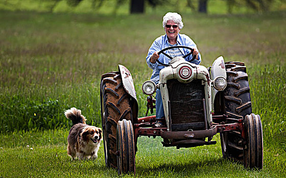 老太太,大,微笑,脸,驾驶,老,喜庆,拖拉机,摄影,狗,跟随,后面,肯塔基,美国
