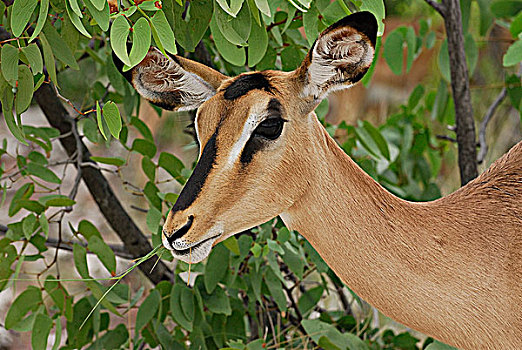 黑斑羚,高角羚属,树林,国家公园,纳米比亚