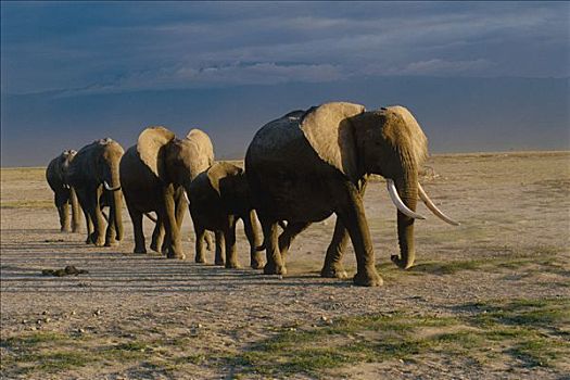 非洲象,牧群,走,排列,非洲