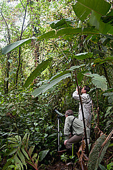 低地,热带雨林,厄瓜多尔