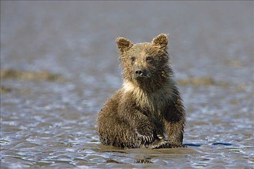 大灰熊,棕熊,幼兽,潮汐,阿拉斯加