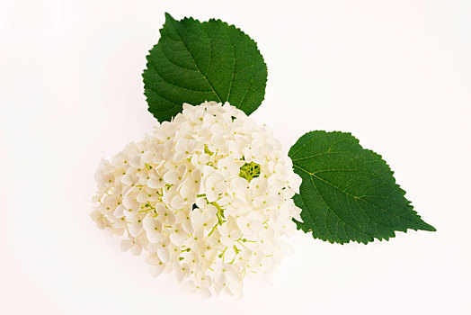 白色,八仙花属
