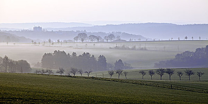 草地,地点,早晨,雾,地区,北莱茵威斯特伐利亚,德国,欧洲