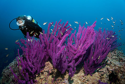 潜水,看,红海,鞭子,岛屿,自然保护区,省,印度洋,阿曼苏丹国