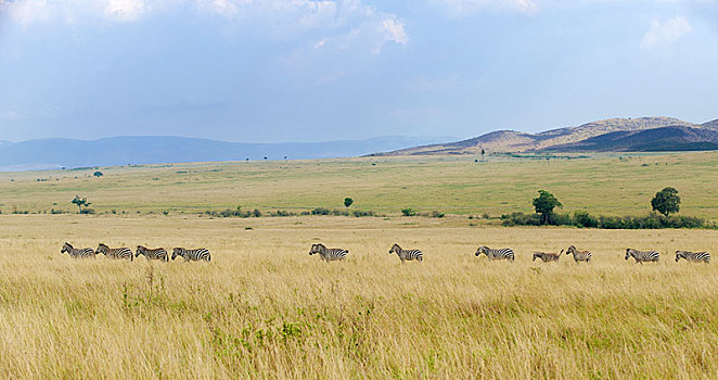 斑马,马,牧群,热带草原,塞伦盖蒂,裂谷省,肯尼亚,非洲