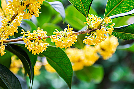 桂花特写