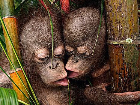 猩猩,黑猩猩,幼仔,互动,婆罗洲,马来西亚