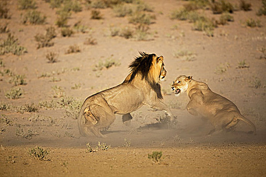 非洲狮,狮子,女性,争斗,卡拉哈迪大羚羊国家公园,南非