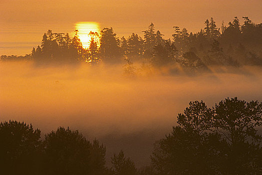 树林,遮盖,雾,半岛,温哥华岛,不列颠哥伦比亚省,加拿大
