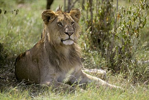 狮子,坐,草,马赛马拉,肯尼亚