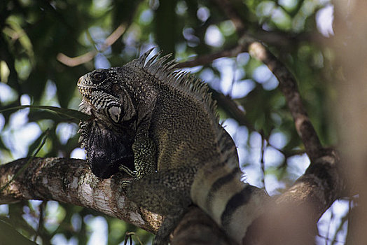 委内瑞拉,卡奈伊玛国家公园,鬣蜥蜴,树上