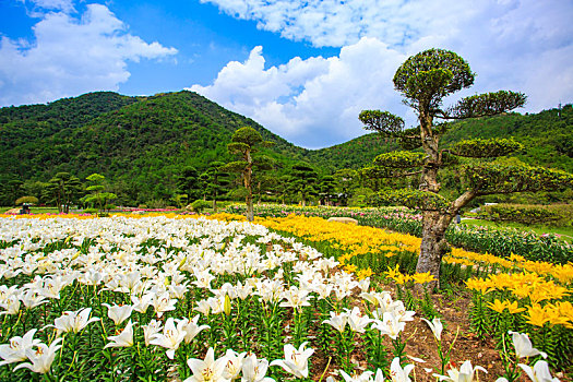 郁金香,花,花园,山谷,春色