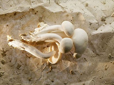 白色,山毛榉,蘑菇