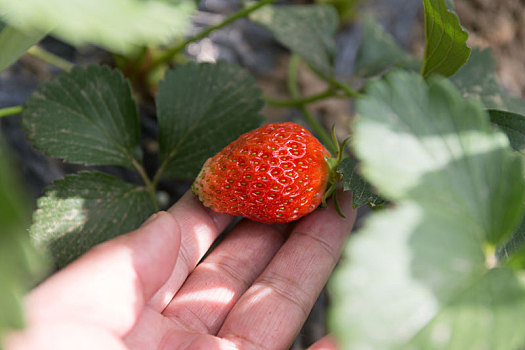 新鲜的刚摘下的草莓