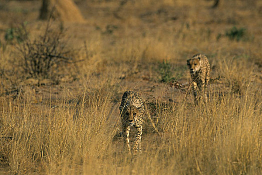 纳米比亚,印度豹,猎豹