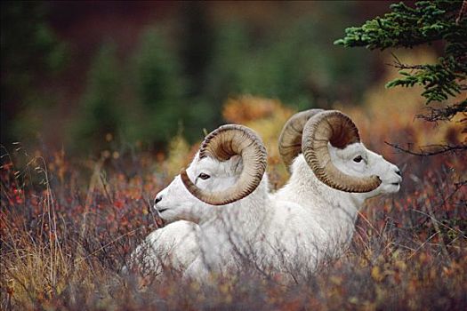 野大白羊,白大角羊,一对,休息,草丛,德纳利国家公园和自然保护区,阿拉斯加