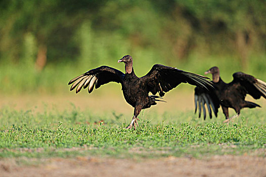 黑美洲鹫,成年,跑,钱,湖,南,德克萨斯,美国