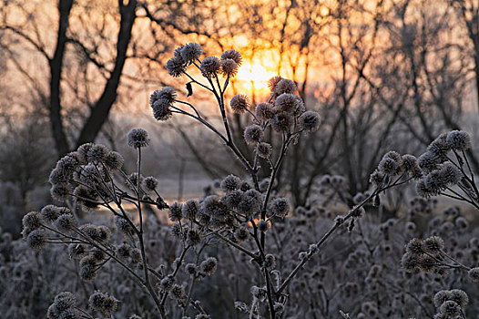 发光,日落,冬天,冰冻,树,植物,前景,格洛斯特郡,英格兰