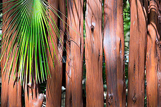 热带,木质,树干,墙壁,棕榈树,背景