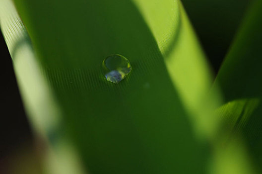 绿色,湿,水滴,植物,叶脉,水珠,剔透,晶莹,露珠,绿叶,青翠