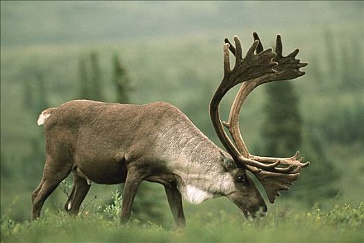 北美驯鹿,驯鹿属,公牛,放牧,德纳利国家公园和自然保护区,阿拉斯加