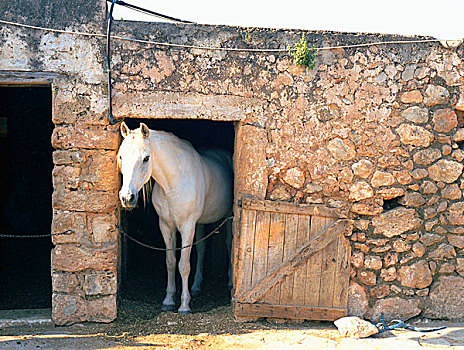 白马,厩,石墙,伊比沙岛,西班牙