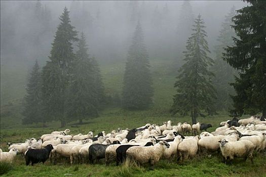 绵羊,山谷,山峦,自然,罗马尼亚,欧洲