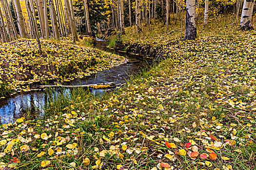 秋天,白杨,叶子,地毯,林中地面,安肯帕格里国家森林,科罗拉多,美国,大幅,尺寸
