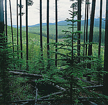区域,松树,成熟林,树林,山麓,落基山脉,挨着,艾伯塔省,加拿大