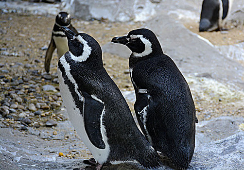 上海野生動物園