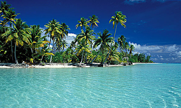 棕榈树,海滩,波拉岛,社会群岛,法属玻利尼西亚