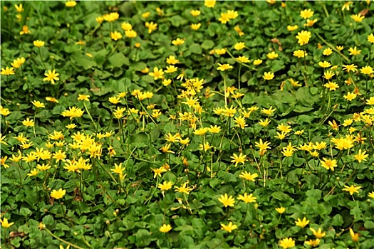 亮黄色,野花