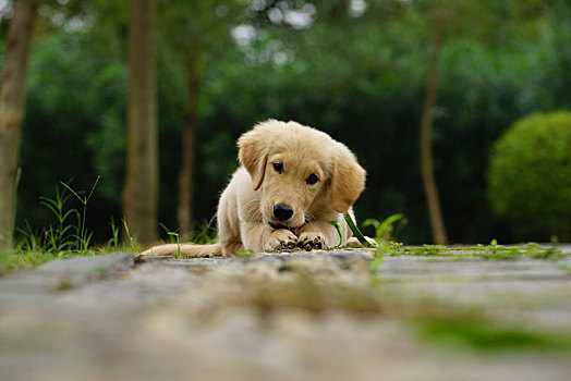 金毛幼犬