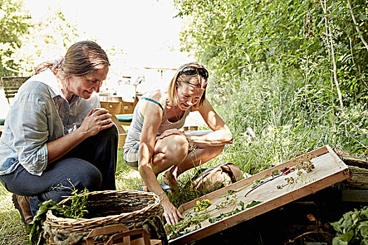 两个女人,看,选择,自然,植物,花,觅食,夏天,花园