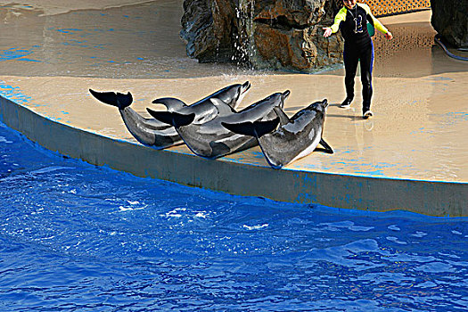 海豚,表演,海洋,剧院,海洋公园,香港