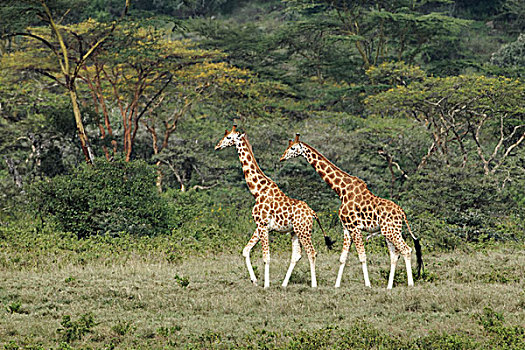 纳库鲁湖国家公园,肯尼亚