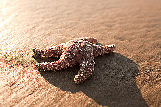 海星,沙滩