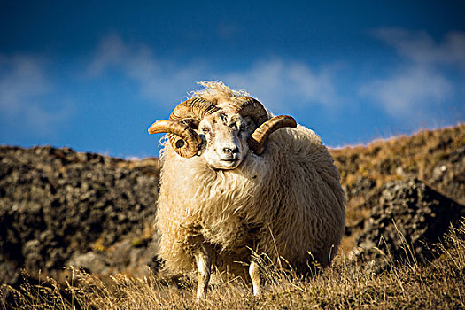 冰岛,有角,绵羊