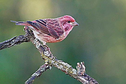 紫织布鸟,栖息,枝条,靠近,渥太华,安大略省,加拿大
