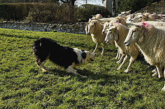 牧羊犬,工作,小,羊群
