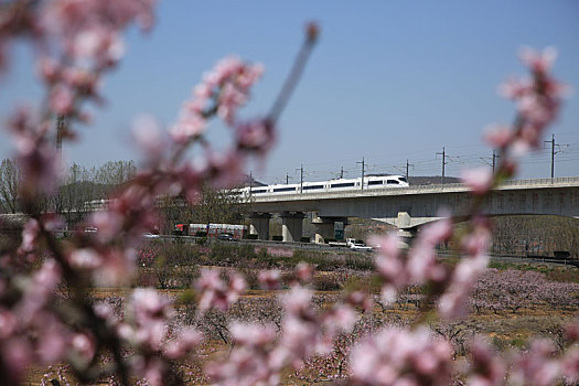 高铁穿行在桃花林中,独具特色的桃花节让游客流连忘返