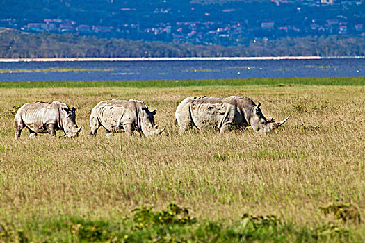 三个,犀牛,白犀牛,成年,动物,纳库鲁湖国家公园,肯尼亚,东非,非洲