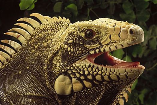 绿鬣蜥,肖像,生态系统,巴西