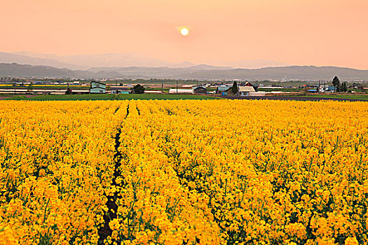 油菜花,日落