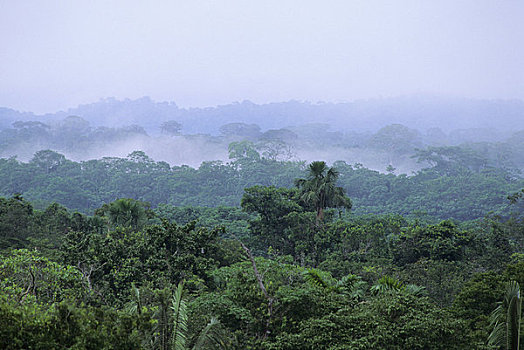 厄瓜多尔,亚马逊盆地,靠近,雨林,树荫,薄雾,上升