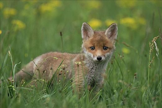 红狐,狐属,草丛,奥地利