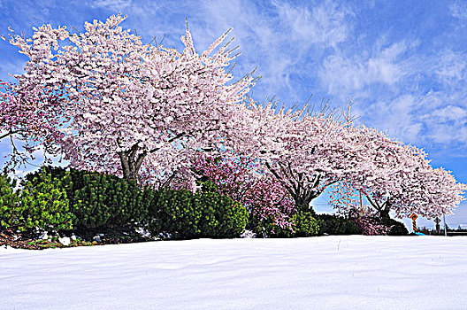 樱桃树,开花,晚春,雪,机场,温哥华岛,不列颠哥伦比亚省,加拿大